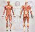 Anatomy and Physiology of muscles