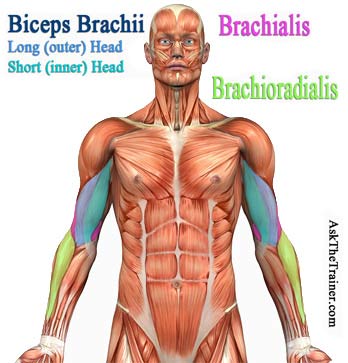 Parts Of Bicep