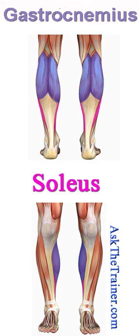 best calf exercises anatomy of soleus and gastrocnemious