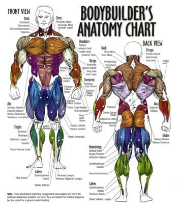 Bodybuilders Anatomy Chart