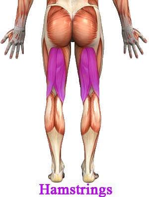 Female Hamstrings