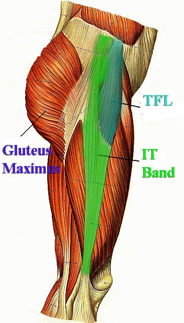 strained adductor muscle