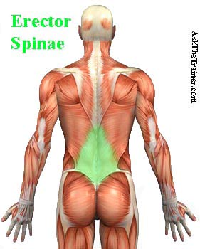 lower back exercise videos workout video