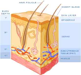 Skin is only 1mm Thick the rest is fat
