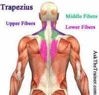 Deltoid Medial