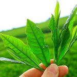 Top 5 Natural Healing Food Remedies Top 5 Natural Healing Food Remedies