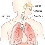 What You Need to Know About Breathing and Exercise What You Need to Know About Breathing and Exercise