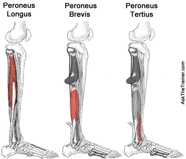peroneals muscle anatomy