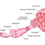Myofibrillar vs. Sarcoplasmic Hypertrophy: Think Small to Get Big! Myofibrillar vs. Sarcoplasmic Hypertrophy: Think Small to Get Big!