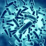 Prebiotics vs Probiotics: What You Need to Know Prebiotics vs Probiotics: What You Need to Know