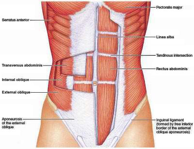Core Anatomy Best Core Exercises - Core Anatomy