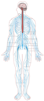Human Anatomy Diagram of Nervous System