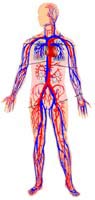 Cardiovascular Function