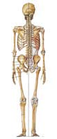 Skeletal System Human Anatomy Diagram