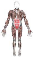 Muscular System Human Anatomy