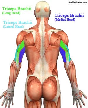 Triceps Muscle Anatomy