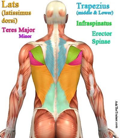 Rückenmuskulatur Anatomie