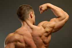 shoulders