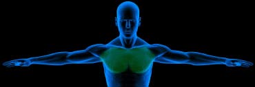 Chest Exercises
