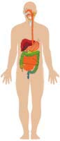 Digestive System Human Anatomy