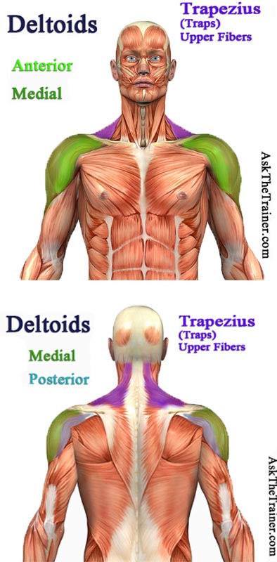 Best Shoulder Workout for Men: Shoulder Anatomy
