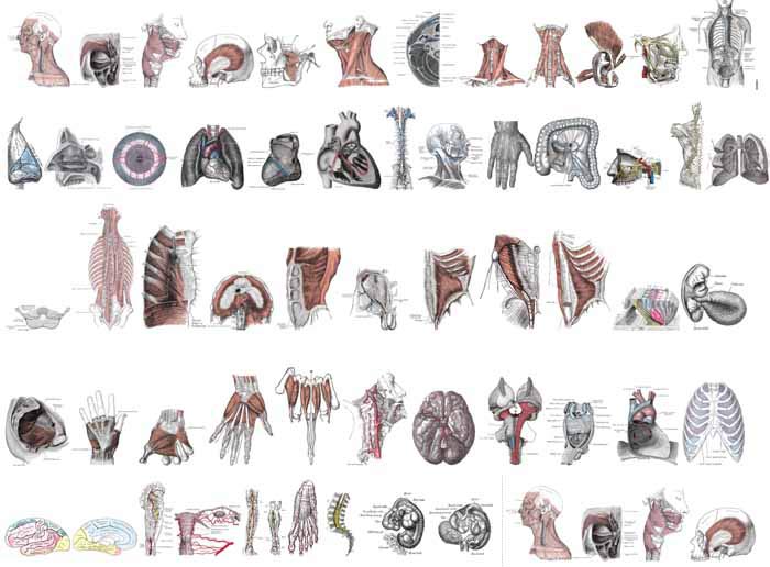 Anatomy Diagram of Human Body: Animated Muscle Anatomy and Physiology