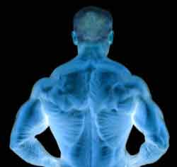 lats THE TOP SHOW AND SPORT MUSCLES