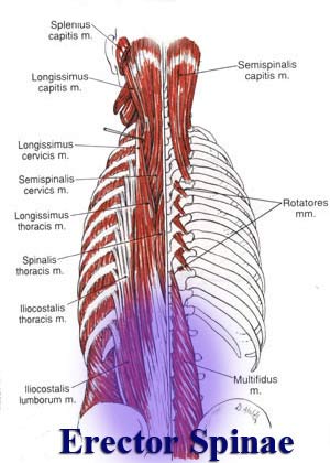 Erector Spinae Muskelanatomie