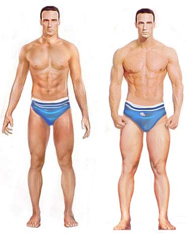 Male Muscle Gain