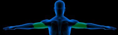 Exercises for the Triceps