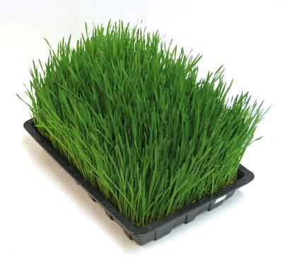Wheat grass Super Food