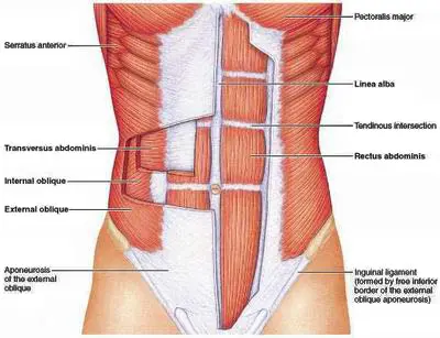 Chuck norris total gym reviews deals
