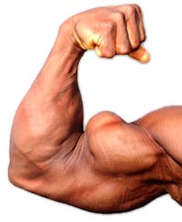 bicep.jpg