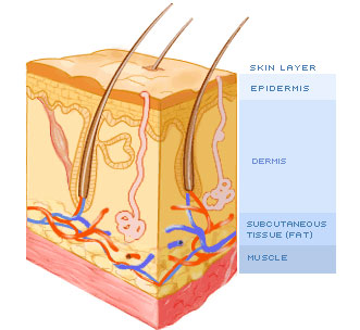 fat muscle layer