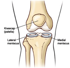 knee anatomy