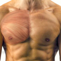 Upper Chest – The Clavicular Head