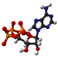What is Adenosine Triphosphate or ATP?