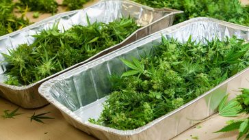 cbd benefits flower