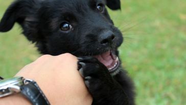 health benefits playing with dog