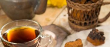 siberian chaga mushroom