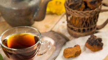 siberian chaga mushroom