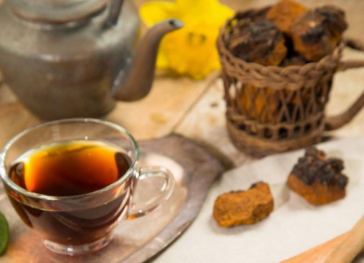 siberian chaga mushroom