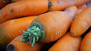 carrots vitamin a