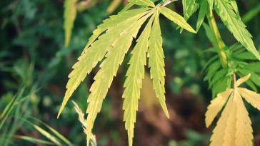 cbd hemp flower