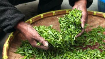 tea harvesting