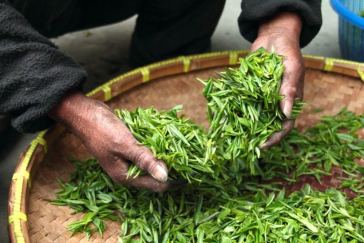 tea harvesting
