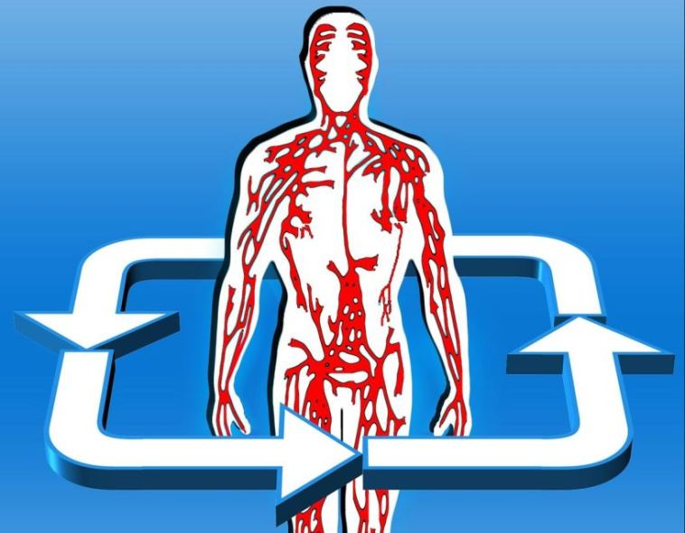 blood circulation