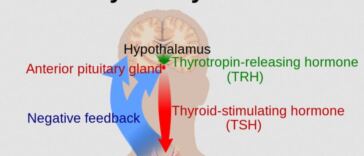 thyroid system