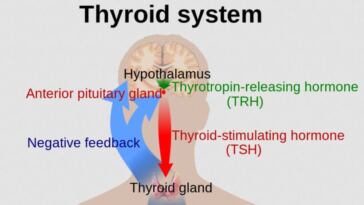 thyroid system