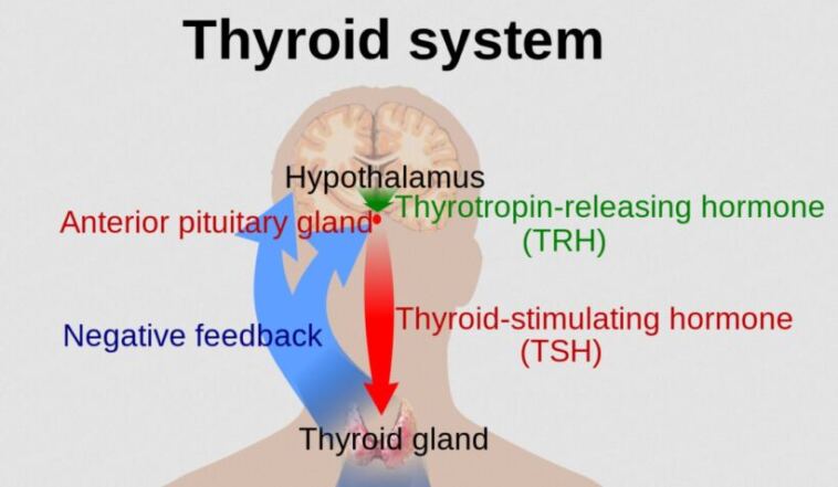thyroid system